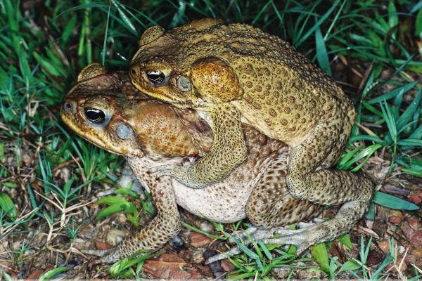 Toadscan Cane Toads And Native Frogs 9194
